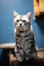 Portrait happy cat Scottish. Funny large longhair gray kitten with beautiful big eyes sit on table Royalty Free Stock Photo