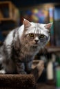 Portrait happy cat Scottish. Funny large longhair gray kitten with beautiful big eyes sit on table