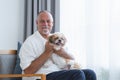 Portrait of happy Caucasian elderly kind man playing with shih tzu puppy dog at home. Senior man in white beard sitting on chair, Royalty Free Stock Photo