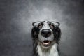 Portrait happy and clever puppy dog wearing glasses. Isolated on grey background. Back to school concept Royalty Free Stock Photo