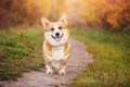 Portrait happy corgi dog in park, smiling on background of autumn forest