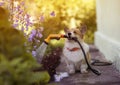 A happy corgi dog sitting in a summer in the garden with a hose in his teeth and watering the flowers in the flower