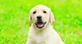 Portrait of happy cute dog puppy Labrador Retriever is sitting on the green grass in summer day Royalty Free Stock Photo