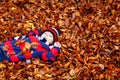 Portrait of happy cute little kid boy with autumn leaves background in colorful clothing. Funny child having fun in fall Royalty Free Stock Photo