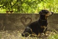 Portrait of a happy dachshund in the park