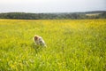 Portrait of happy dog breed russian borzoi running in the green grass and yellow buttercup field in summer at sunset. Royalty Free Stock Photo