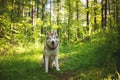 Portrait of happy dog breed siberian husky sitting in the green mysterious forest at sunset Royalty Free Stock Photo