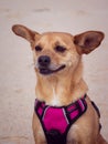 Portrait of a happy dog enjoying the outdoors Royalty Free Stock Photo