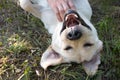 portrait of happy dog, eyes closed with joy, lying on his back, which is scratched and stroked by owner Royalty Free Stock Photo