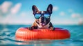 Portrait happy dog in an inflatable floating ring isolated on pool float. Royalty Free Stock Photo