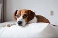 portrait of happy dog resting on top of comfy pillow, with peaceful gaze