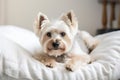 portrait of happy dog resting on top of comfy pillow, with peaceful gaze