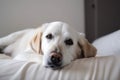 portrait of happy dog resting on top of comfy pillow, with peaceful gaze