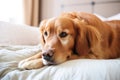 portrait of happy dog resting on top of comfy pillow, with peaceful gaze