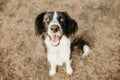 Portrait happy dog sitting on dry grass. Summer season thristy concept