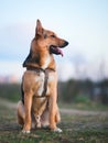 Portrait happy mongrel dog sitting on green field and looking aside. Blue sky and trees and sky background Royalty Free Stock Photo