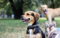 Portrait of a happy dog. Small cute dog playing in the park Royalty Free Stock Photo