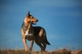 Portrait happy mongrel dog standing on sunny green field and looking at aside. Blue sky and clouds background Royalty Free Stock Photo