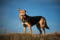 Portrait happy mongrel dog standing on sunny green field and looking at aside. Blue sky and clouds background Royalty Free Stock Photo