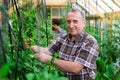 Portrait of elderly man posing in the greenhouse Royalty Free Stock Photo