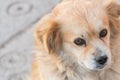 Portrait of happy faced gold furred dog without pedigree posing to the camera