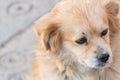 Portrait of happy faced gold furred dog without pedigree posing to the camera