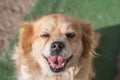 Portrait of happy faced gold furred dog without pedigree posing to the camera