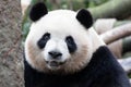 Portrait of Happy Fluffy Giant Panda, Mei Lan, aka Rou Rou Royalty Free Stock Photo