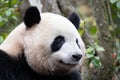 Portrait of Happy Fluffy Giant Panda, Mei Lan, aka Rou Rou Royalty Free Stock Photo