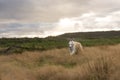 Portrait of happy and free beige dog breed russian borzoi running in the field at sunset