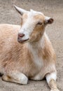 Portrait of a happy goat