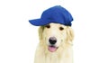 Portrait of happy Golden Retriever dog in blue baseball cap isolated on white background Royalty Free Stock Photo