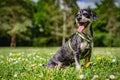 Portrait of a happy Havanese dog on grass Royalty Free Stock Photo