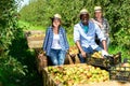 Portrait of happy international team of farmers near boxes with harvested ripe pears in fruit garden on sunny day