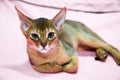 Portrait of happy joyful cat breed Abyssinian. Selective focus.