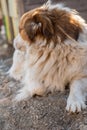 Portrait of a happy looking dog with white furr and brown spot in eye and ear area posing to the camera