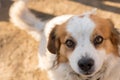 Portrait of a happy looking dog with white furr and brown spot in eye and ear area posing to the camera