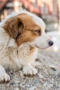 Portrait of a happy looking dog with white furr and brown spot in eye and ear area posing to the camera