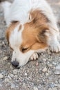 Portrait of a happy looking dog with white furr and brown spot in eye and ear area posing to the camera