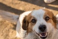 Portrait of a happy looking dog with white furr and brown spot in eye and ear area posing to the camera