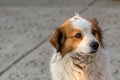 Portrait of a happy looking dog with white furr and brown spot in eye and ear area posing to the camera