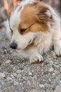 Portrait of a happy looking dog with white furr and brown spot in eye and ear area posing to the camera