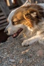 Portrait of a happy looking dog with white furr and brown spot in eye and ear area posing to the camera