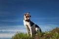 Portrait happy mongrel dog sitting on sunny green field and looking at aside. Blue sky and clouds background Royalty Free Stock Photo