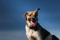 Portrait happy mongrel dog sitting on sunny green field and looking at camera. Blue sky and clouds background Royalty Free Stock Photo