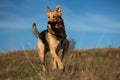 Portrait happy mongrel dog running forward on sunny green field and looking at aside. Blue sky and clouds background Royalty Free Stock Photo