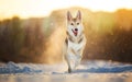 Portrait of a happy mongrel dog walking at meadow in winter in sunset Royalty Free Stock Photo