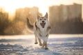 Portrait of a happy mongrel dog walking at meadow in winter in sunset Royalty Free Stock Photo