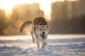 Portrait of a happy mongrel dog walking at meadow in winter in sunset Royalty Free Stock Photo