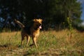 Portrait happy mongrel dog walking on sunny green field. Green grass and trees background Royalty Free Stock Photo